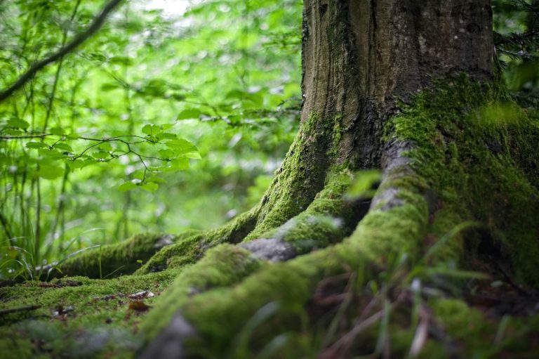 erneuerbare-energie-klimaneutral-baum